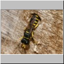 Ectemnius cavifrons oder ruficornis - Grabwespe w01b 12mm.jpg